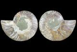 Cut & Polished Ammonite Fossil - Agatized #78365-1